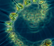 Phytoplankton spiral in the sea.